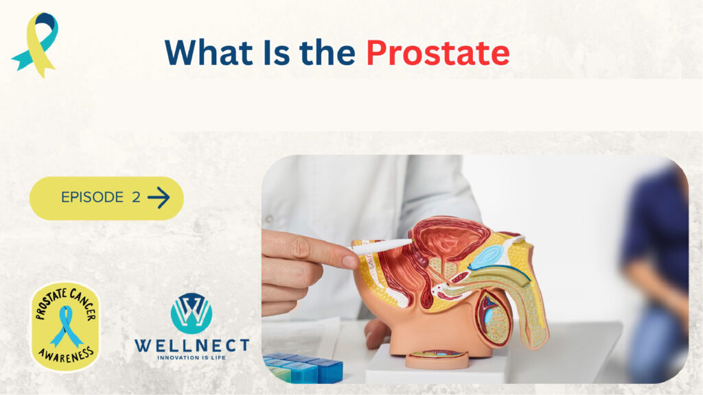 what is the prostate