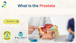 What Is the Prostate