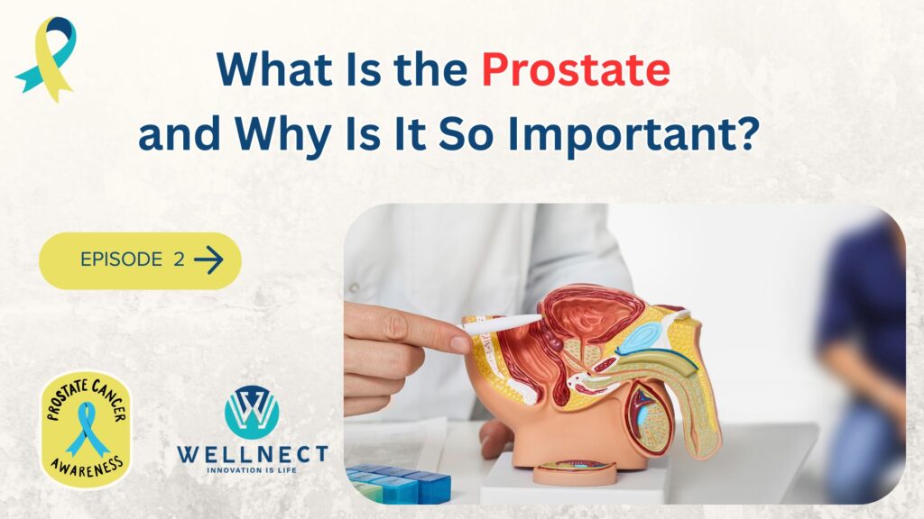 what is the prostate and why is it so important